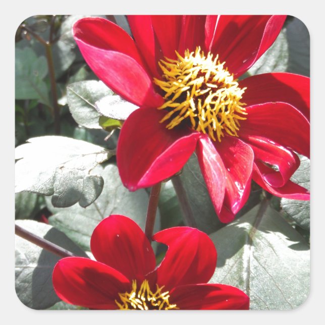 Rot-Rosa-Disy / Gänseblümchen Blume Quadratischer Aufkleber (Vorderseite)