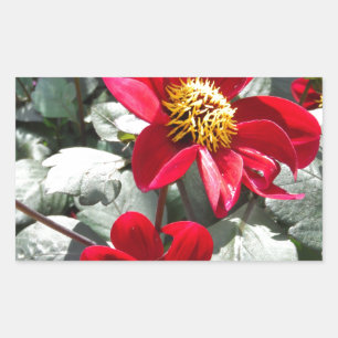 Rot-Rosa-Disy / Gänseblümchen Blume Rechteckiger Aufkleber