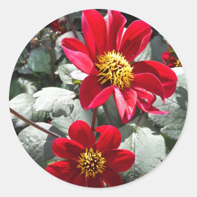 Rot-Rosa-Disy / Gänseblümchen Blume Runder Aufkleber (Vorderseite)