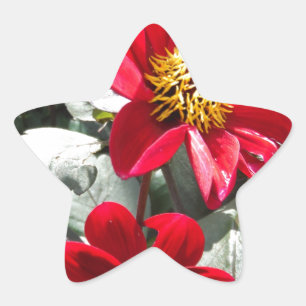 Rot-Rosa-Disy / Gänseblümchen Blume Stern-Aufkleber