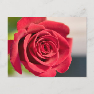 Rot, Rot, Rose Postkarte