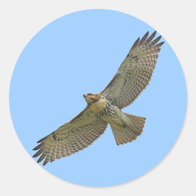 Rot-Schwanz-Aufkleber Runder Aufkleber (Vorderseite)