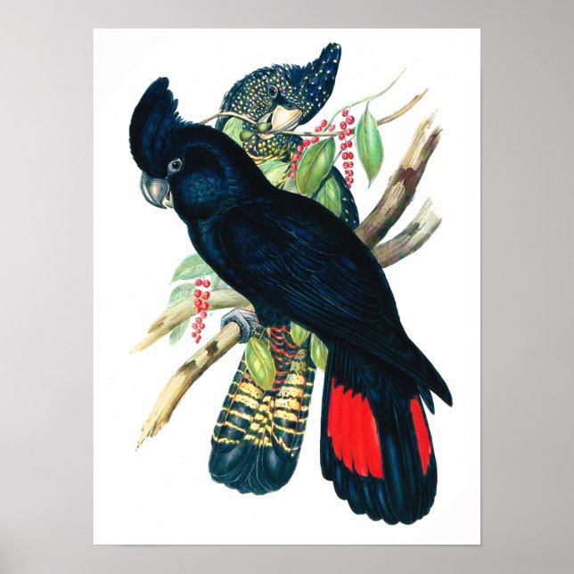 Rot schwänzend, schwarz (banksisch) Kakadu. Poster (Vorne)