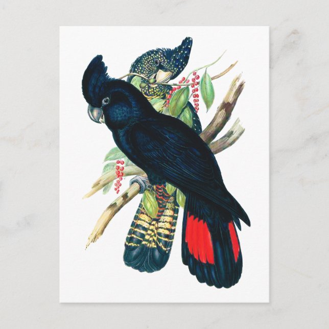 Rot schwänzend, schwarz (banksisch) Kakadu. Postkarte (Vorderseite)