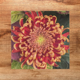 Rot und Gelb Chrysanthemum Floral Fliese