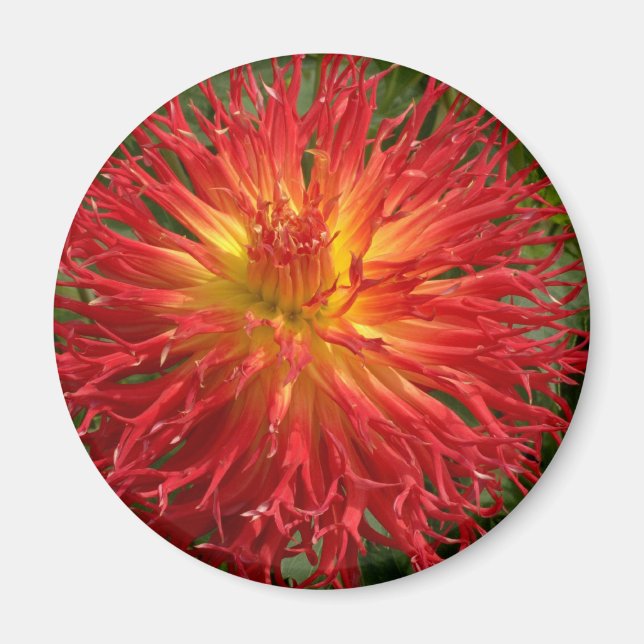 Rot und Gelb Crazy Dahlia mehrere Objekte Magnet (Vorne)