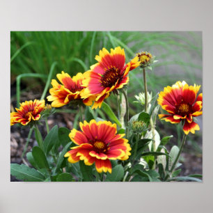 Rot und Gelb Gaillardia Daisy Blanket Blume Poster