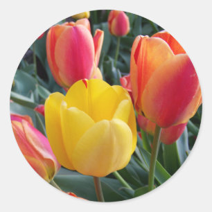 Rot- und Gelb-Tulpen-Gartenfoto Runder Aufkleber