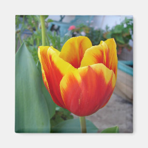 Rot- und Gelbe Tulpen Blumen Garten Foto Magnet
