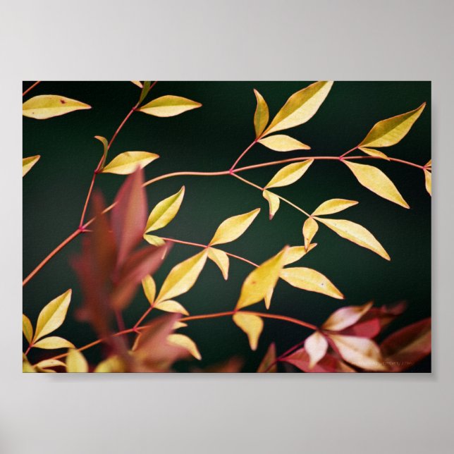 Rot und Gold Poster (Vorne)