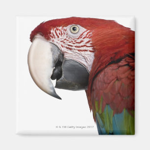 Rot-und-grüner Macaw - Ara chloropterus Magnet