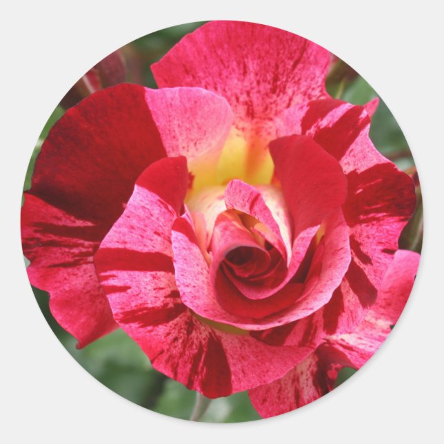 Rot und Rosa Runder Aufkleber (Vorderseite)