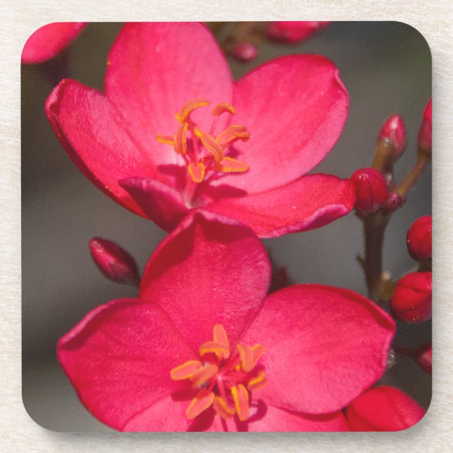 Rot und Rosa tropische Fidschi-Blume Untersetzer (Vorderseite)
