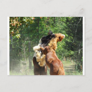 Rot und Tango beim Spielen Postkarte
