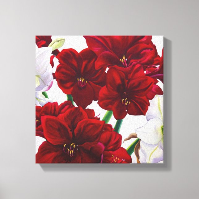 Rot und Weiß Amaryllis 2008 Leinwanddruck (Vorderseite)
