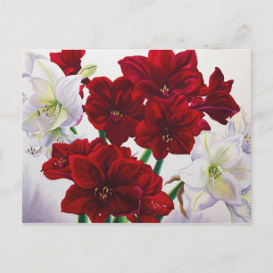 Rot und Weiß Amaryllis 2008 Postkarte