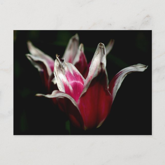 Rot und Weiß auf Schwarz Postkarte (Vorderseite)