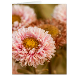 Rot und Weiß China Aster