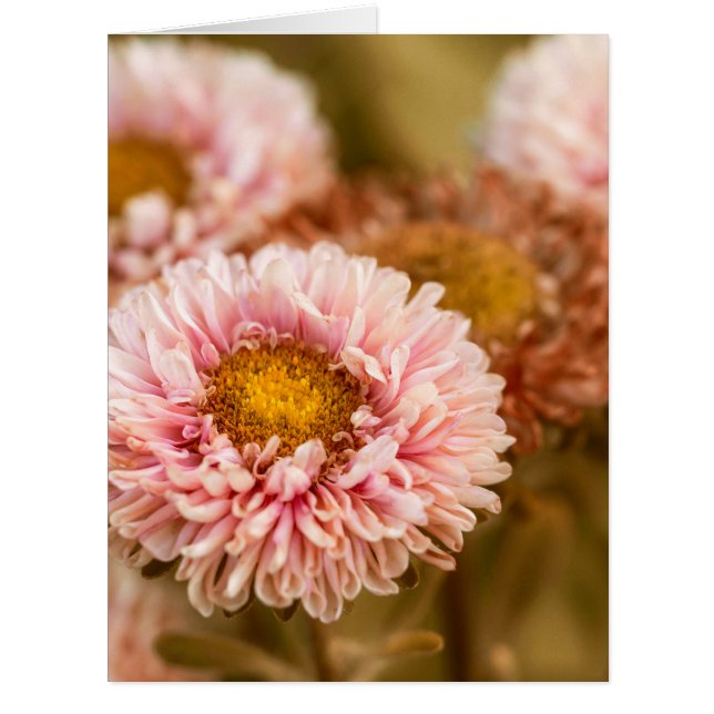 Rot und Weiß China Aster (Vorderseite)