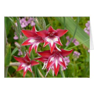 Rot und Weiß Gladiolas Sommer botanisch