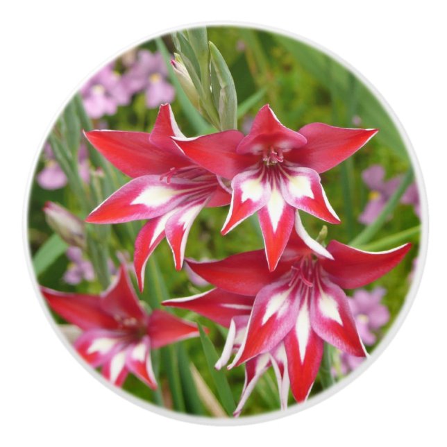 Rot und Weiß Gladiolas Sommer botanisch Keramikknauf (Vorderseite)