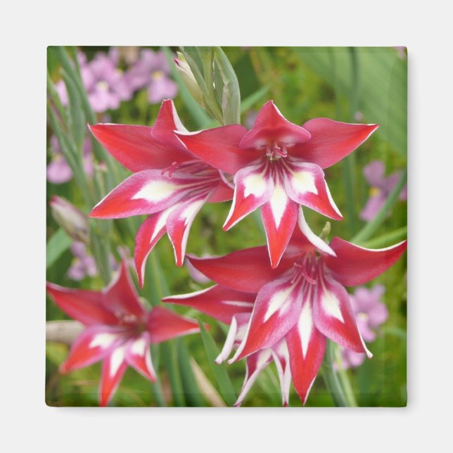 Rot und Weiß Gladiolas Sommer botanisch Magnet (Vorne)