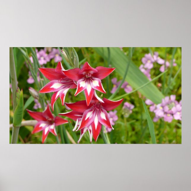 Rot und Weiß Gladiolas Sommer botanisch Poster (Vorne)