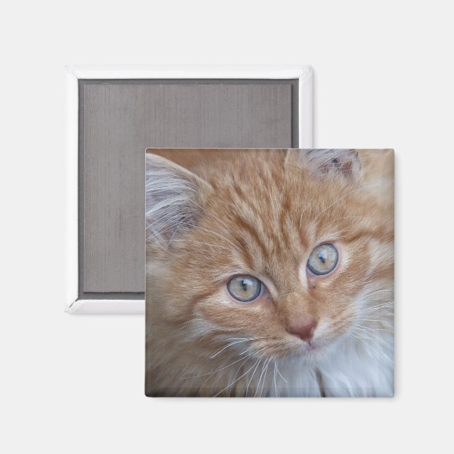 Rot und Weiß, langhaarig, Tabby-Katze-Gesicht Magnet (Vorderseite/Rückseite)