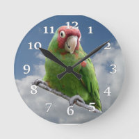 Rot verdeckte Parakeet-Wanduhr