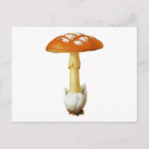 Rot-Weiß-Gepunktetes Pilz Postkarte