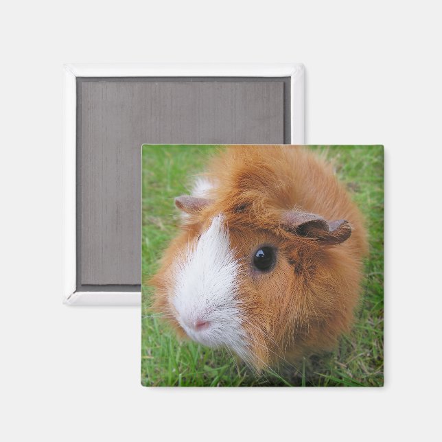 Rot-Weiß-Guinea, Langhaar-Schweinegrippe im Gras Magnet (Vorderseite/Rückseite)
