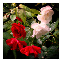Rot-Weiß-Rose