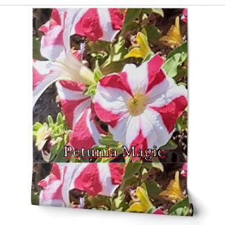 Rot-weiße Petunien-Blumen-Tapete – Elegant Nat Tapete