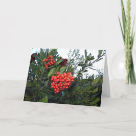 Rot-Zwergberries: Weihnachtszeit Feiertagskarte