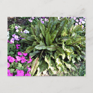 Rotader Sauerampfer  Pinke Springkraut-Blumen im G Postkarte