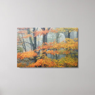 Rotahorn-Ahorn, Acer rubrum, Porträt im Nebel Leinwanddruck
