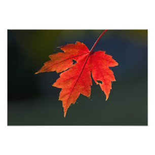 Rotahorn-Ahorn (Acer rubrum) rotes Blatt im Herbst Fotodruck