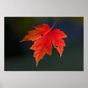 Rotahorn-Ahorn (Acer rubrum) rotes Blatt im Herbst Poster