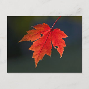 Rotahorn-Ahorn (Acer rubrum) rotes Blatt im Herbst Postkarte
