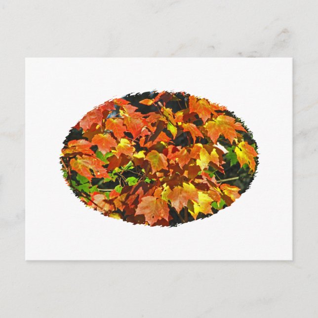 Rotapfel (Herbst) Postkarte (Vorderseite)