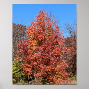Rotapfel im Herbst Poster