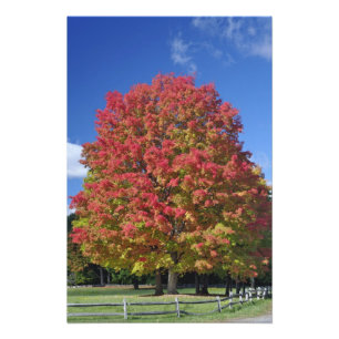 Rotapfelbaum in den Herbstfarben, in der Nähe von Fotodruck