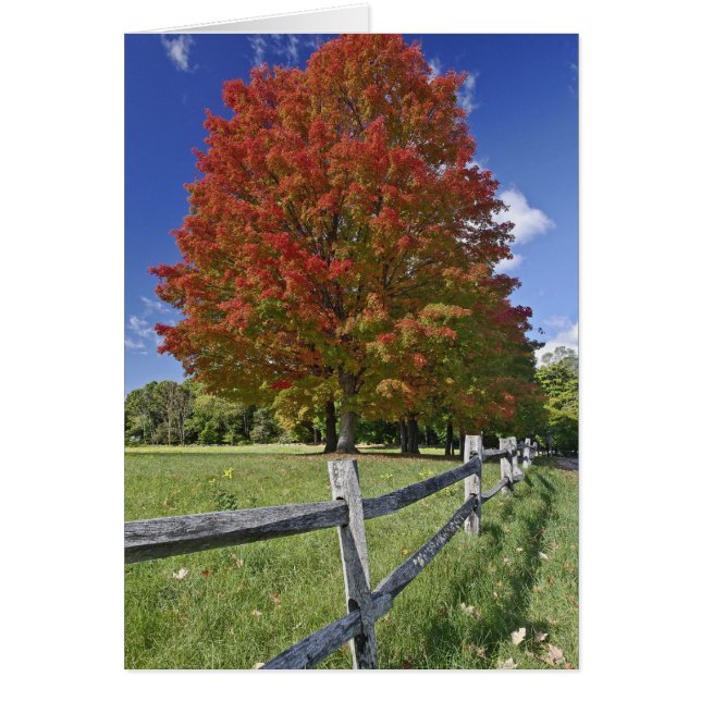 Rotapfelbaum in Herbstfarben, in der Nähe von Conc (Vorne)