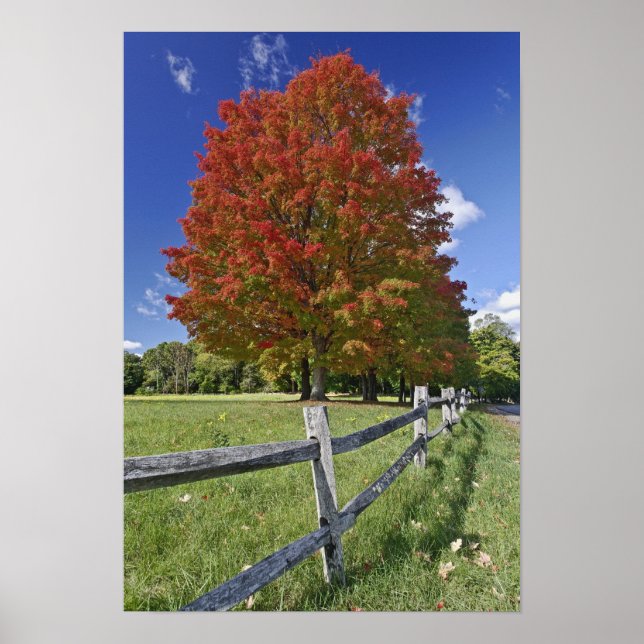 Rotapfelbaum in Herbstfarben, in der Nähe von Conc Poster (Vorne)