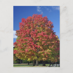 Rotapfelbaum in Herbstfarben, in der Nähe von Conc Postkarte