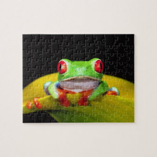 Rotaug-Laubfrosch, Agalychinis callidryas, Einheim