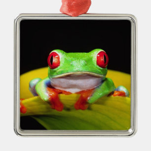 Rotaug-Laubfrosch, Agalychinis callidryas, Einheim Ornament Aus Metall