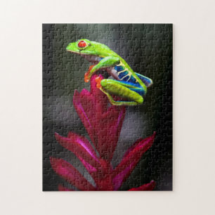 Rotaugelaubfrosch