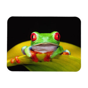 Rotaugelaubfrosch, Agalychinis callidryas, Einheim Magnet