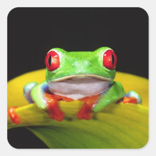 Rotaugelaubfrosch, Agalychinis callidryas, Einheim Quadratischer Aufkleber